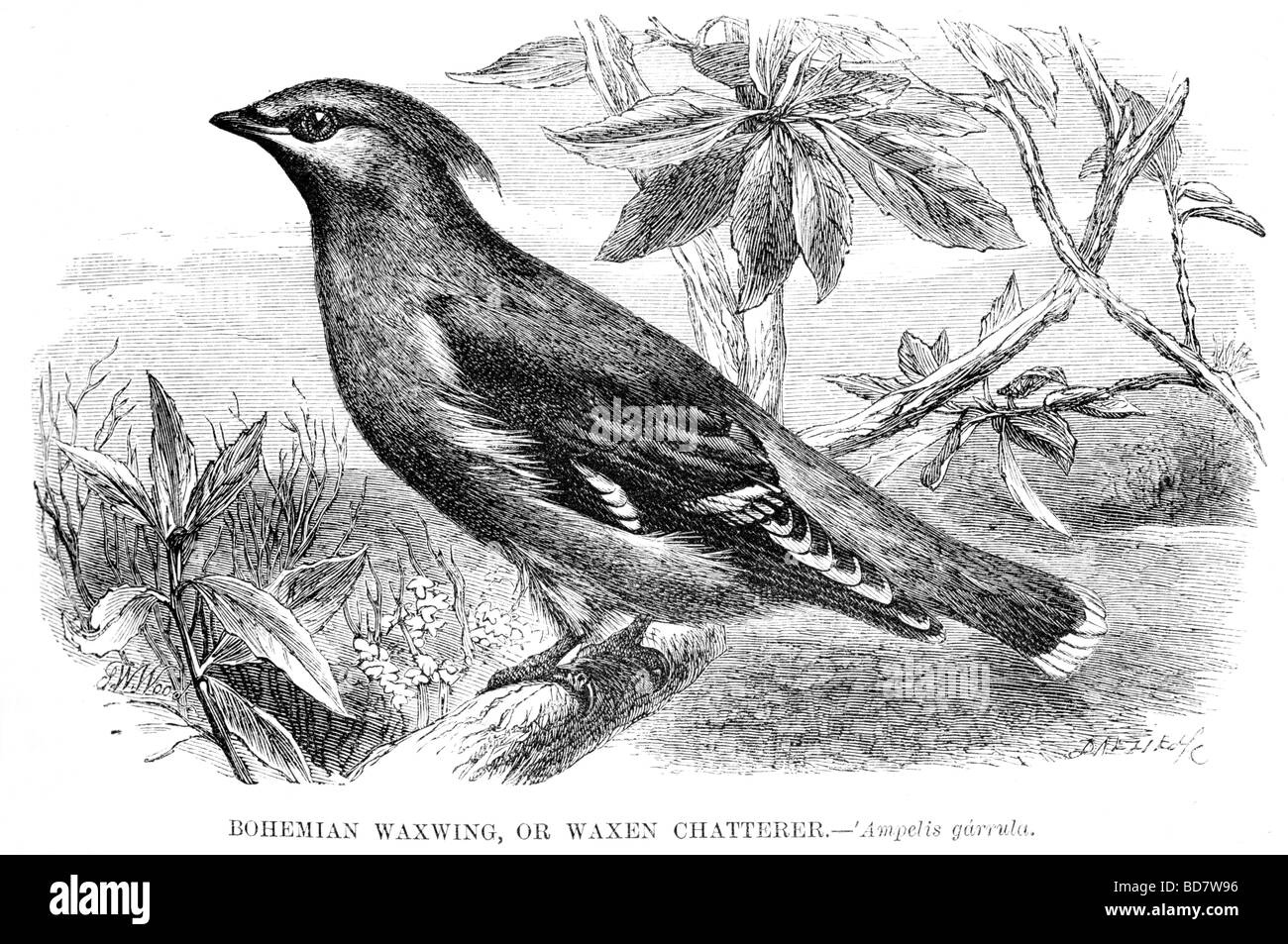 bohemian waxwing or waxen chatterer ampelis garrula tropical bird Stock Photo