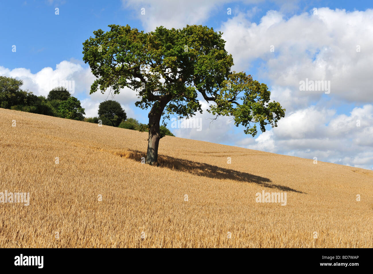Field barley ready harvest hi res stock photography and images Alamy