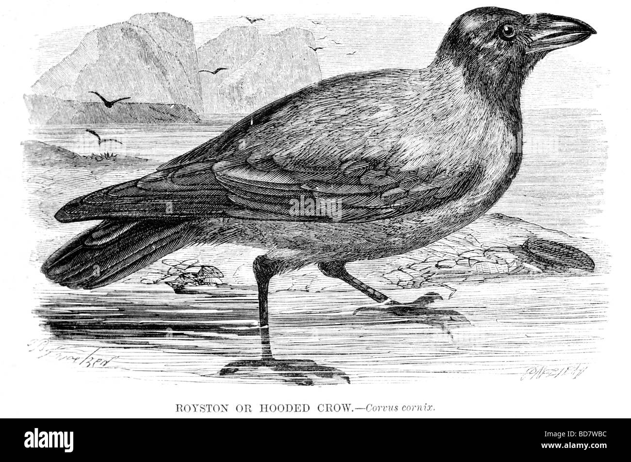 royston or hooded crow corvus cornix Stock Photo