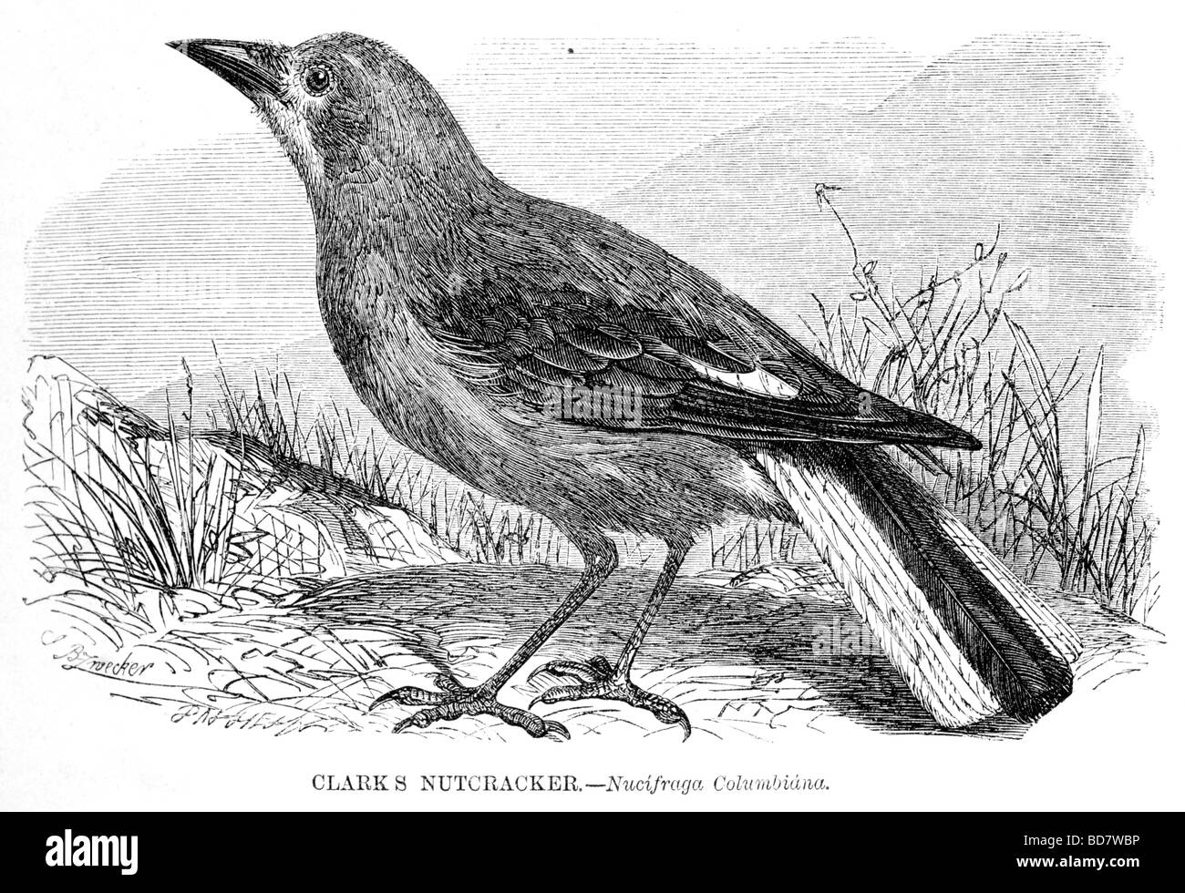 Vintage nutcracker illustration hires stock photography and images Alamy