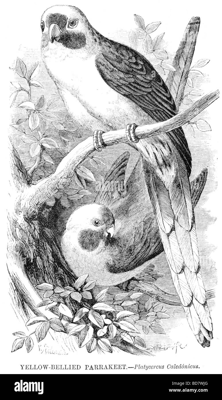 yellow bellied parrakeet platycercus caledonicus Stock Photo Alamy