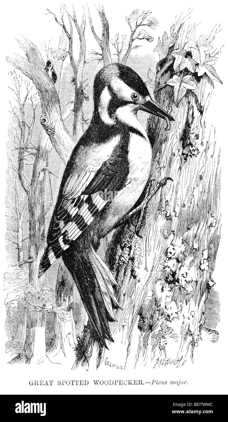 Woodpecker wildlife bird image Black and White Stock Photos & Images