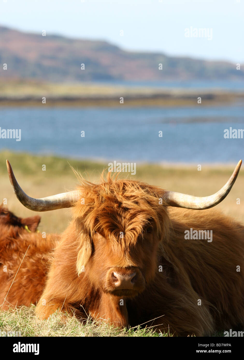 Highland Cow resting on the Isle of Mull, Scotland Stock Photo