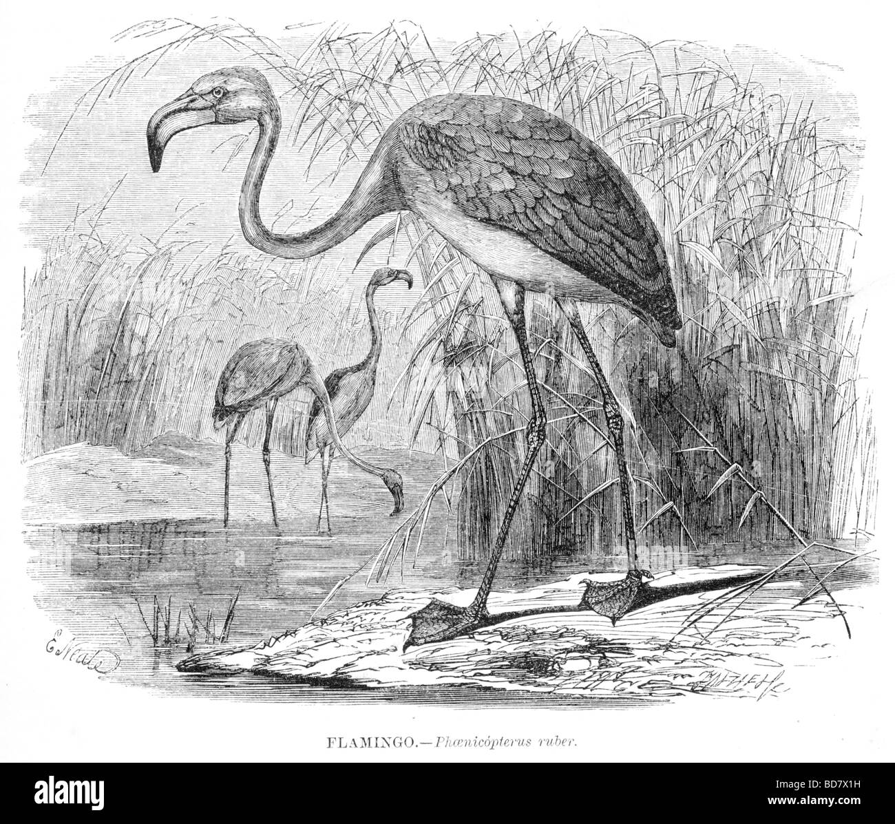 flamingo phaenicopterus ruber Stock Photo