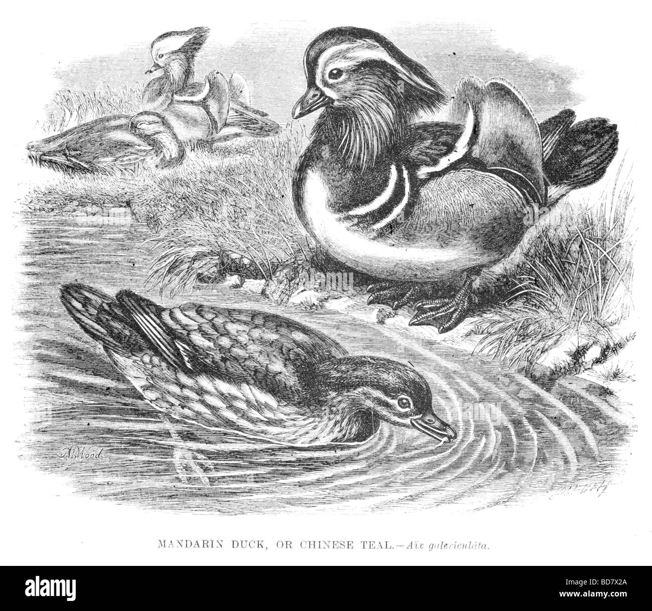 mandarin duck or chinese teal aix galericulata Stock Photo Alamy