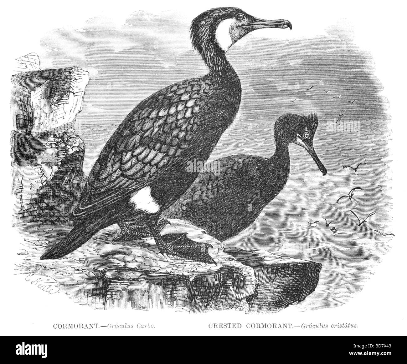 cormorant graculus carbo crested cormorant graculus cristatus Stock