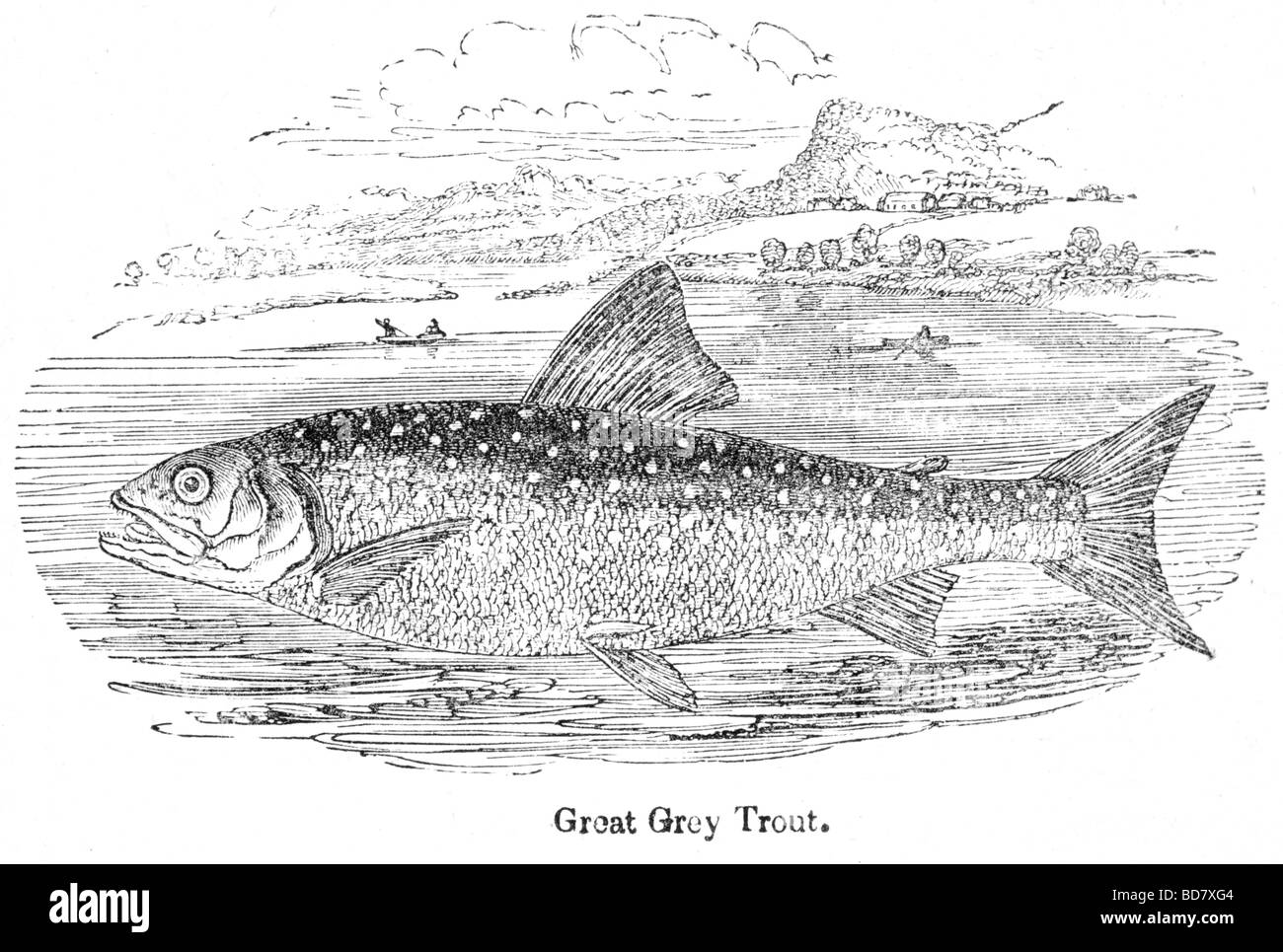 great grey trout Stock Photo