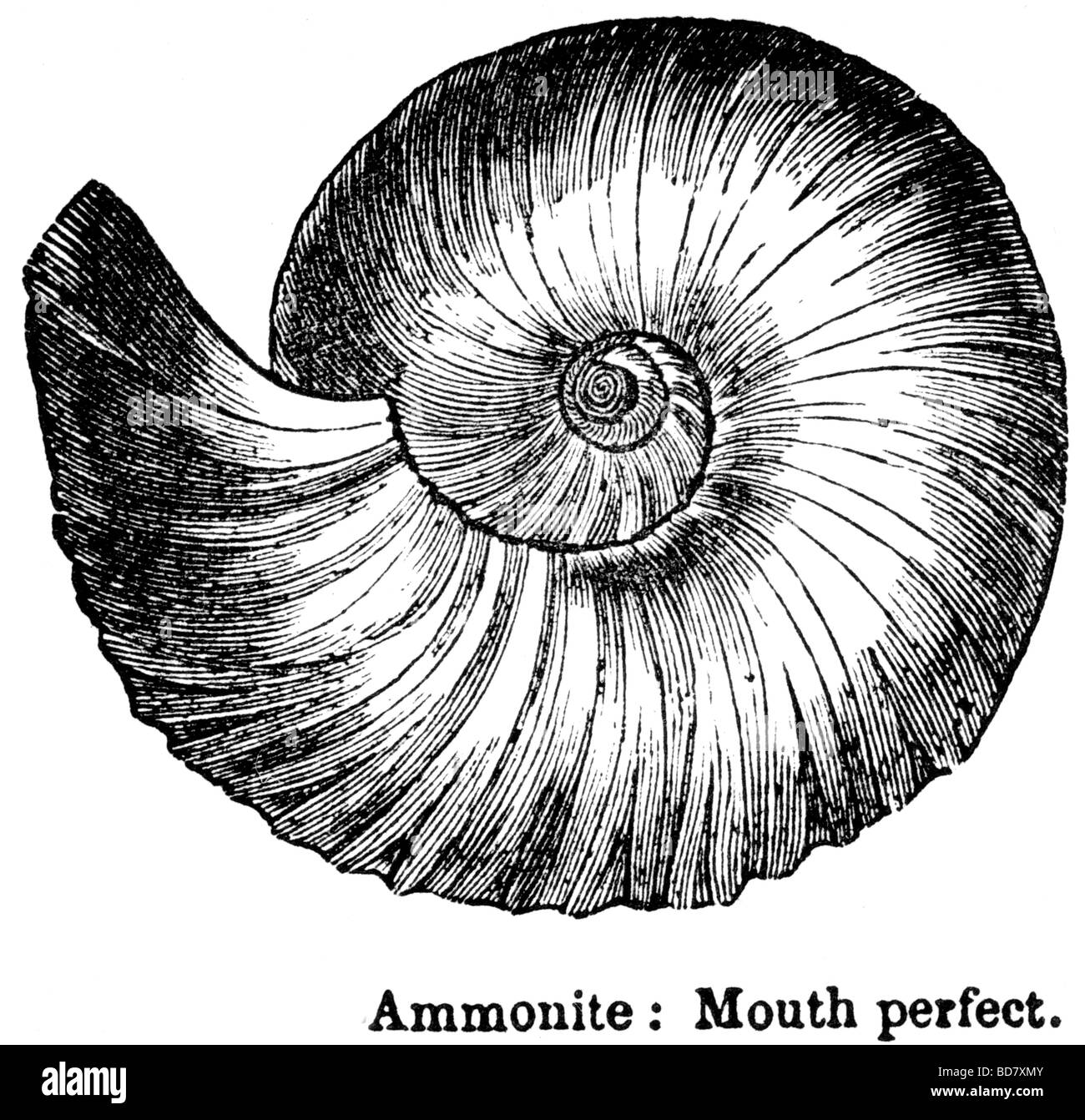 ammonite mouth perfect Stock Photo