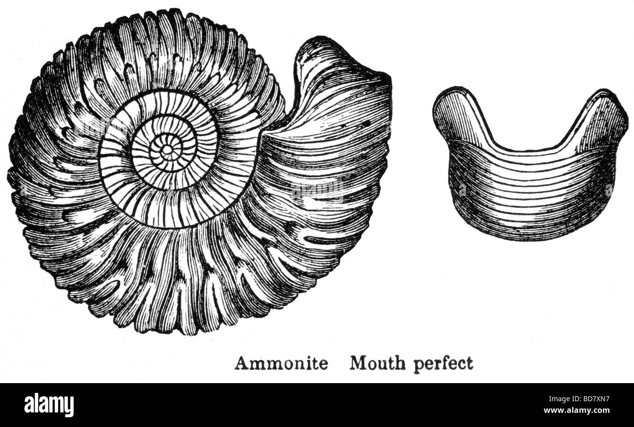 ammonite mouth perfect Stock Photo