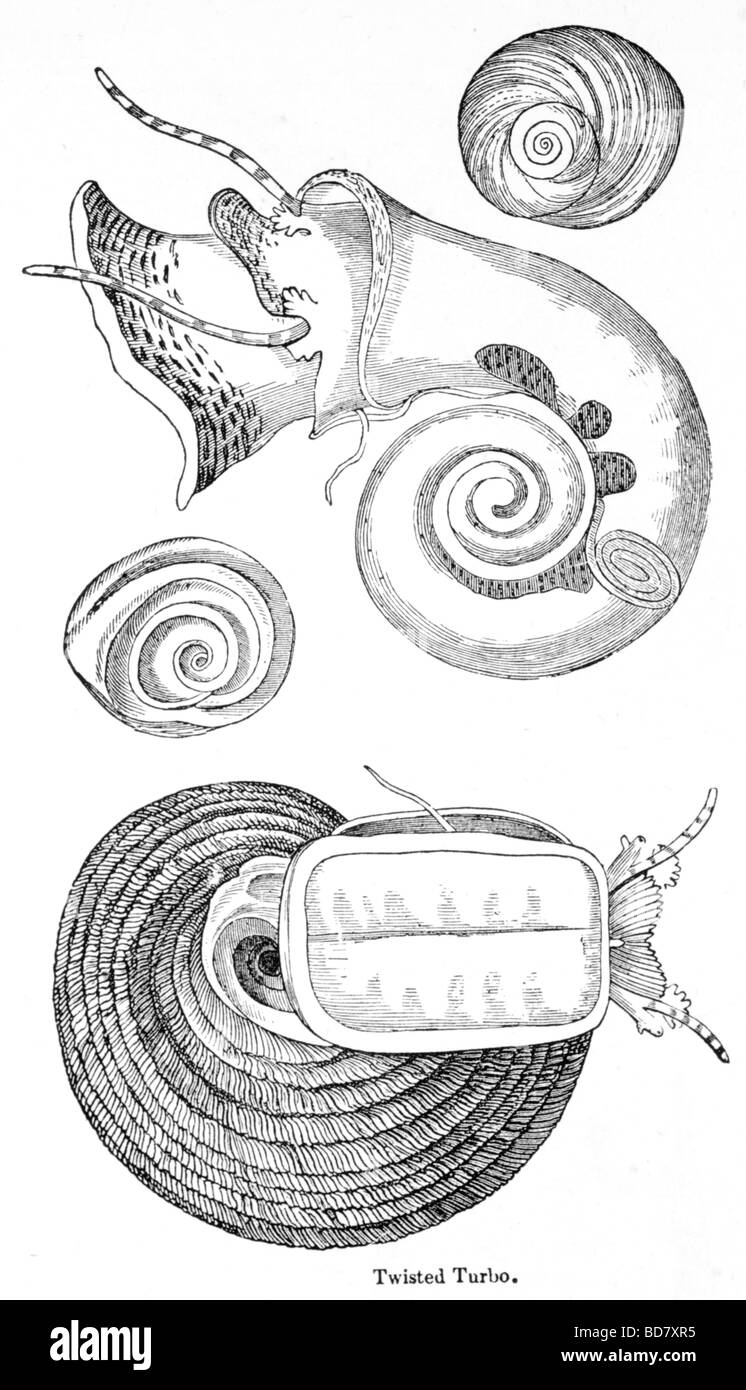 Old age barnacles hi-res stock photography and images - Alamy