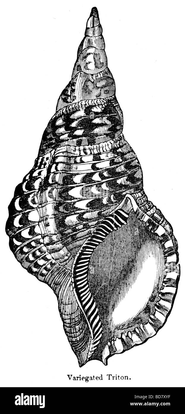 Variegated triton hires stock photography and images Alamy