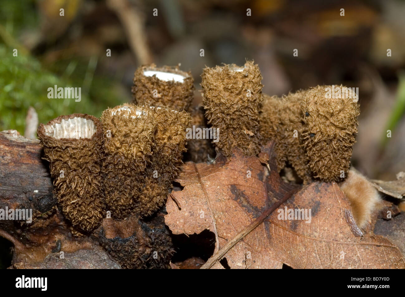Bird's nest fungus (Cyathus striatus) Stock Photo