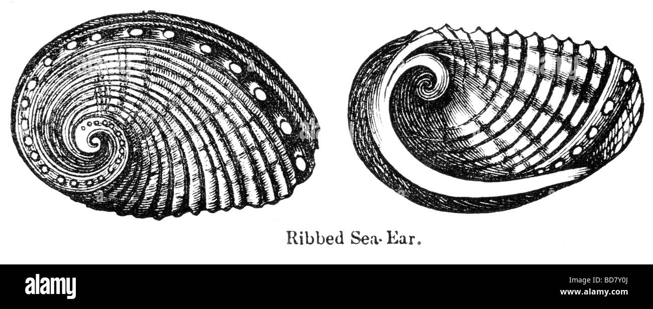 ribbed sea ear Stock Photo