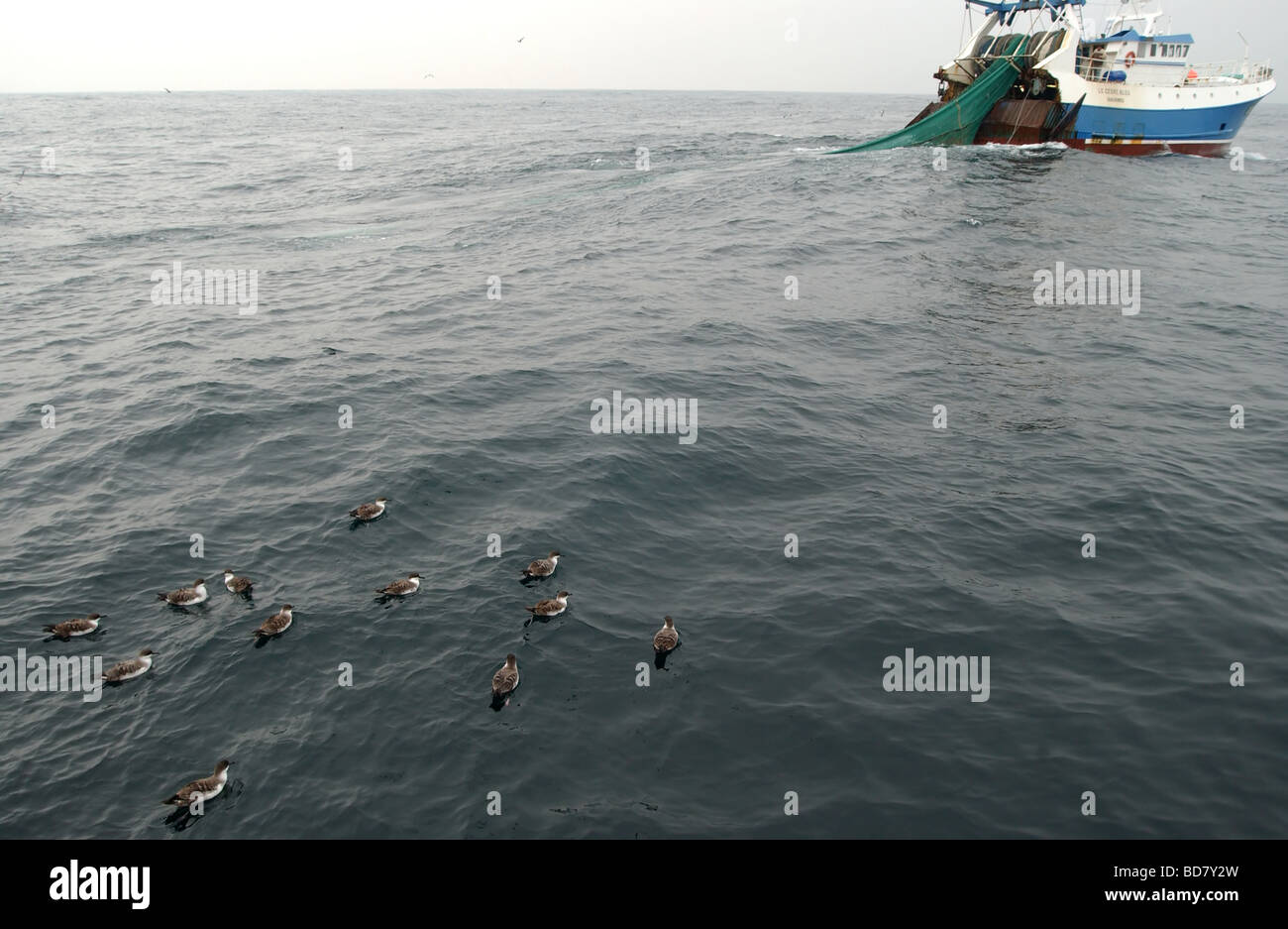 Raft of Great Shearwater Puffinus gravis following french trawler off the Isles of Scilly Stock Photo