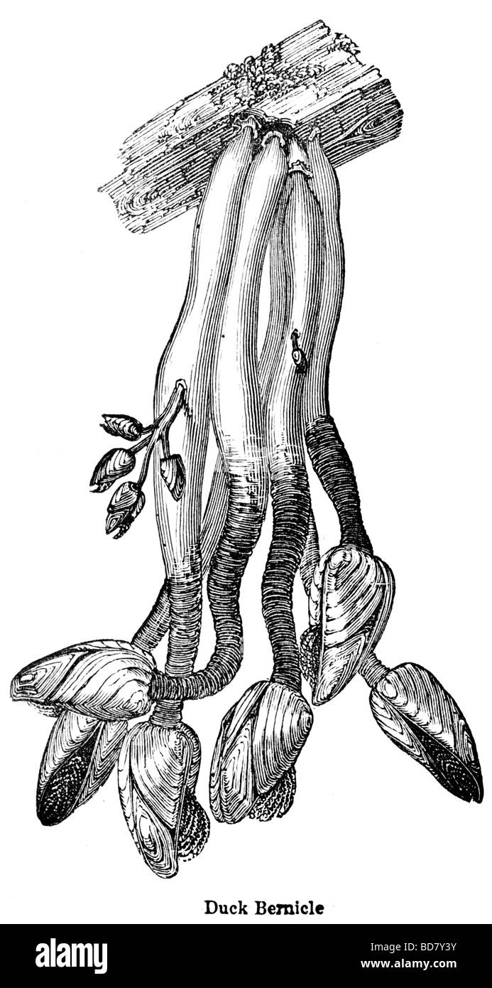 Old age barnacles hi-res stock photography and images - Alamy