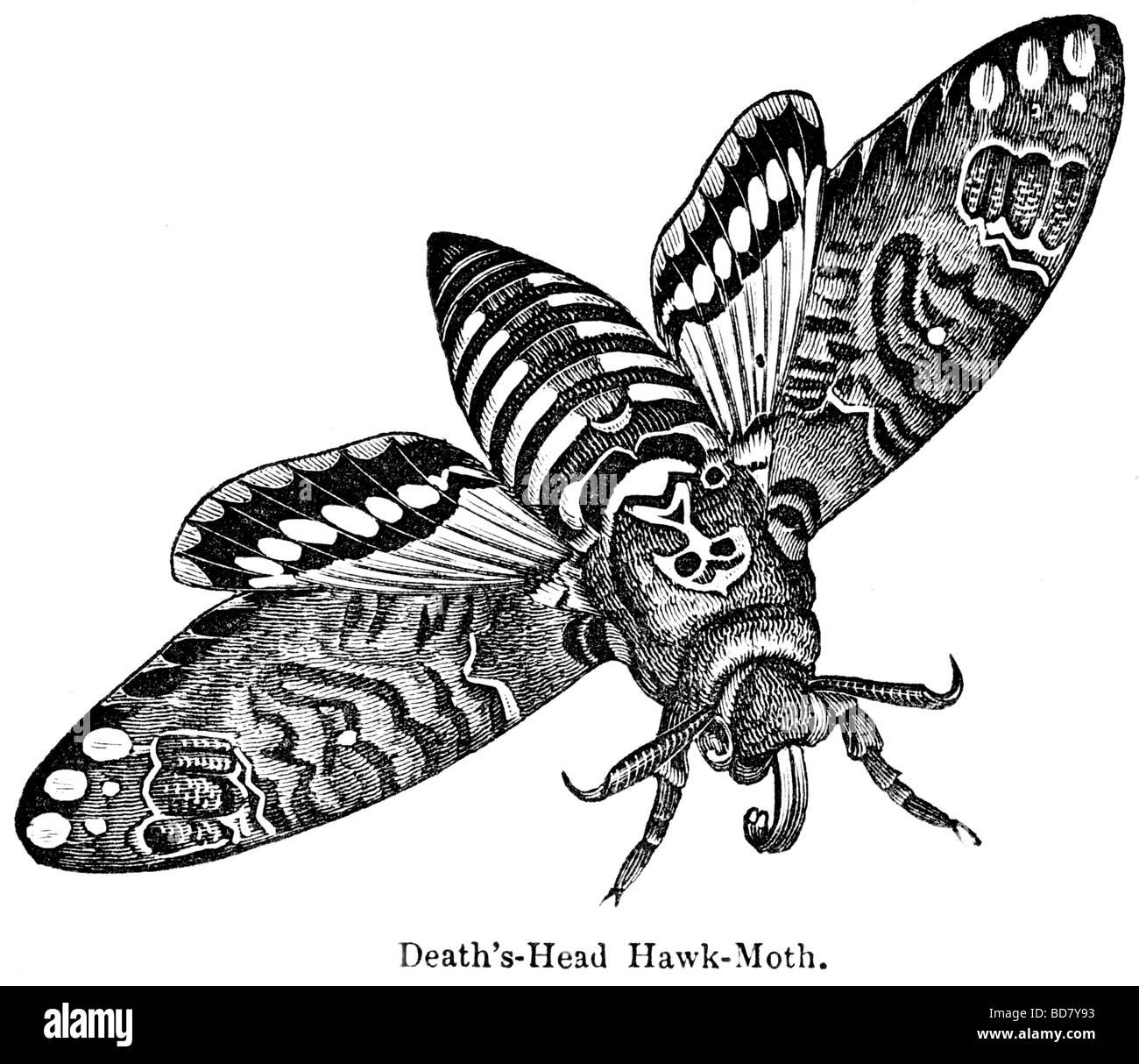 death's head hawk moth Stock Photo