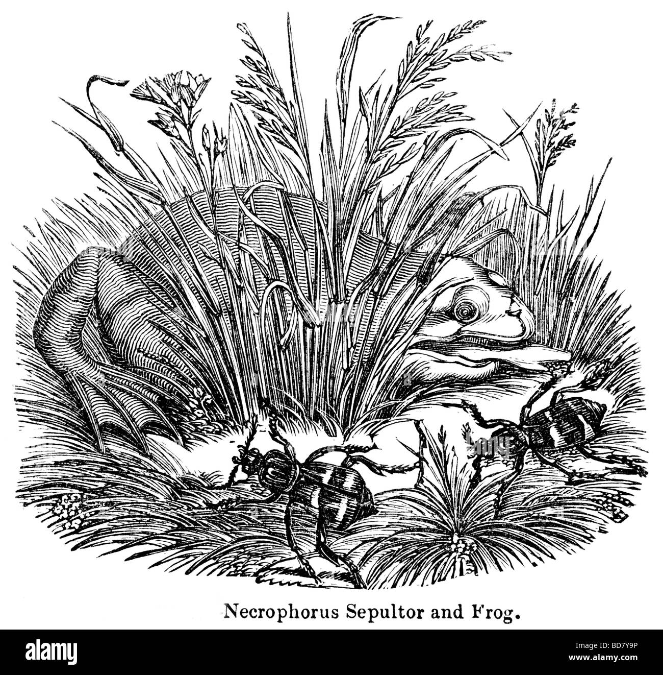 necrophorus sepultor and frog Stock Photo