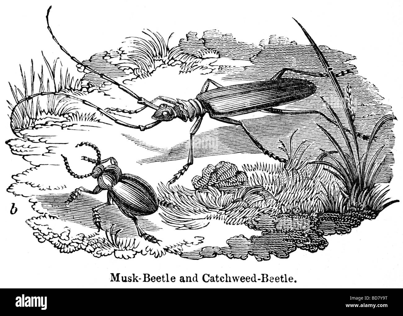 musk beetle and catchweed beetle Stock Photo