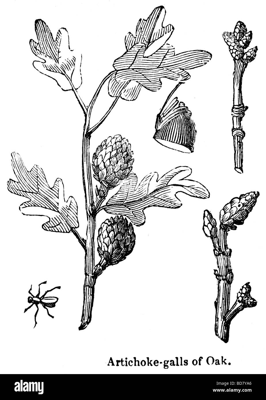 artichoke galls of oak Stock Photo