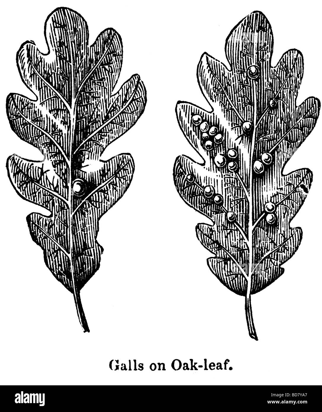 galls on oak leaf Stock Photo