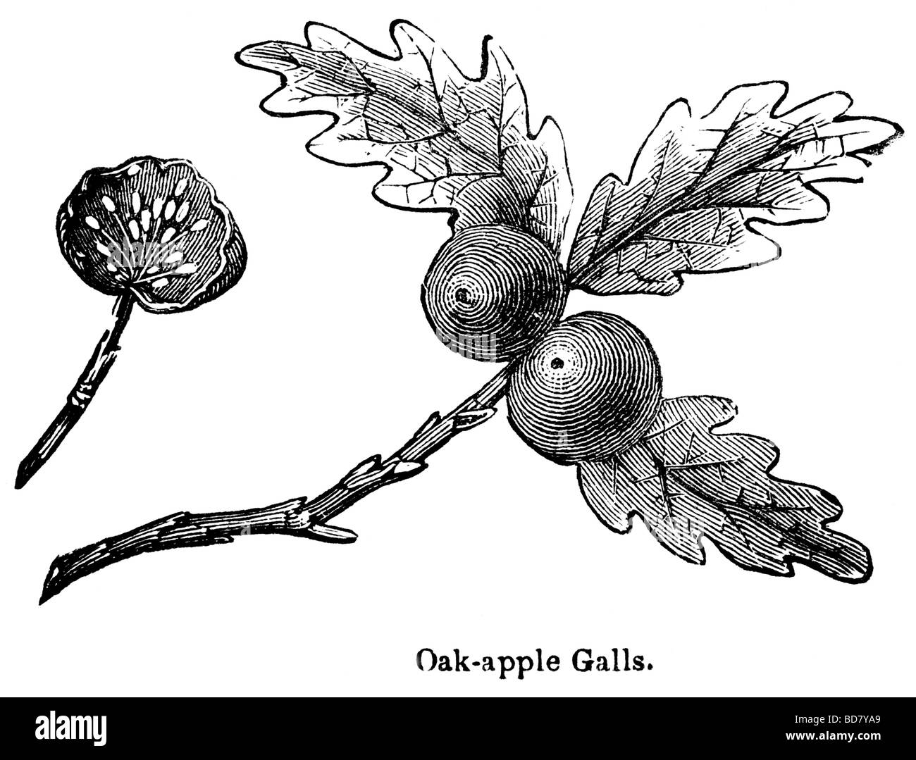 oak apple galls Stock Photo