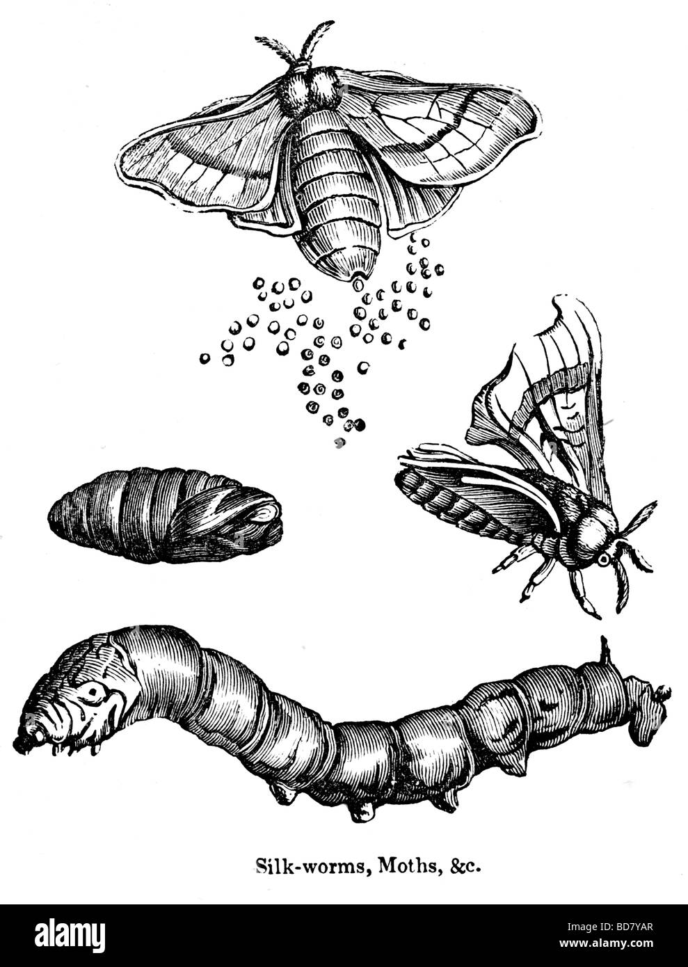 Moths and worms Black and White Stock Photos & Images - Alamy