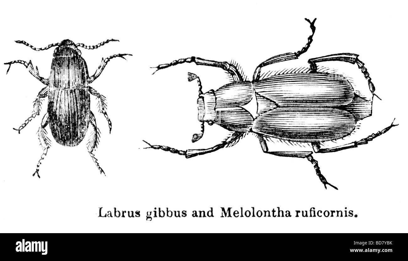labrus gibbus and melolontha ruficornis Stock Photo