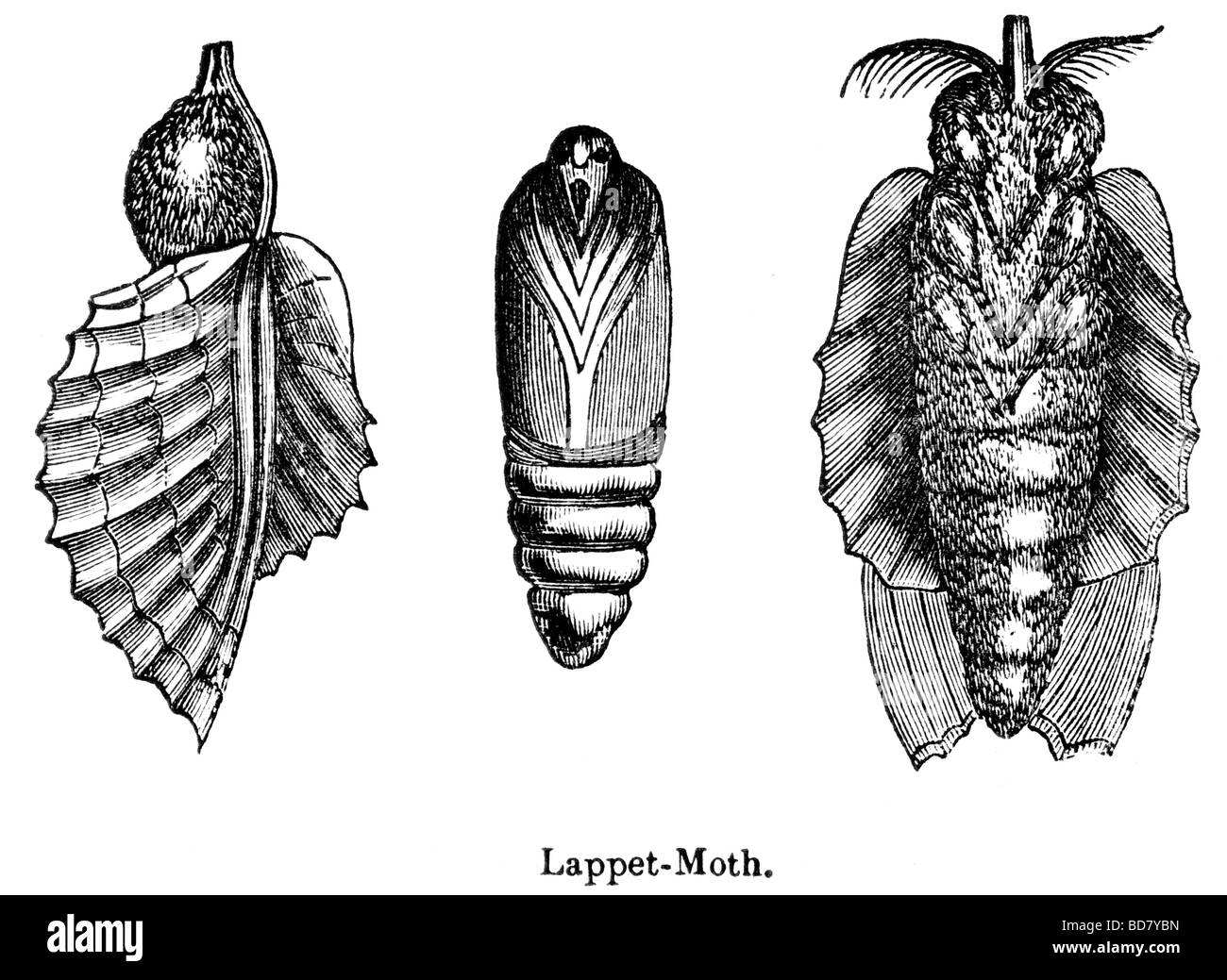 lappet moth Stock Photo