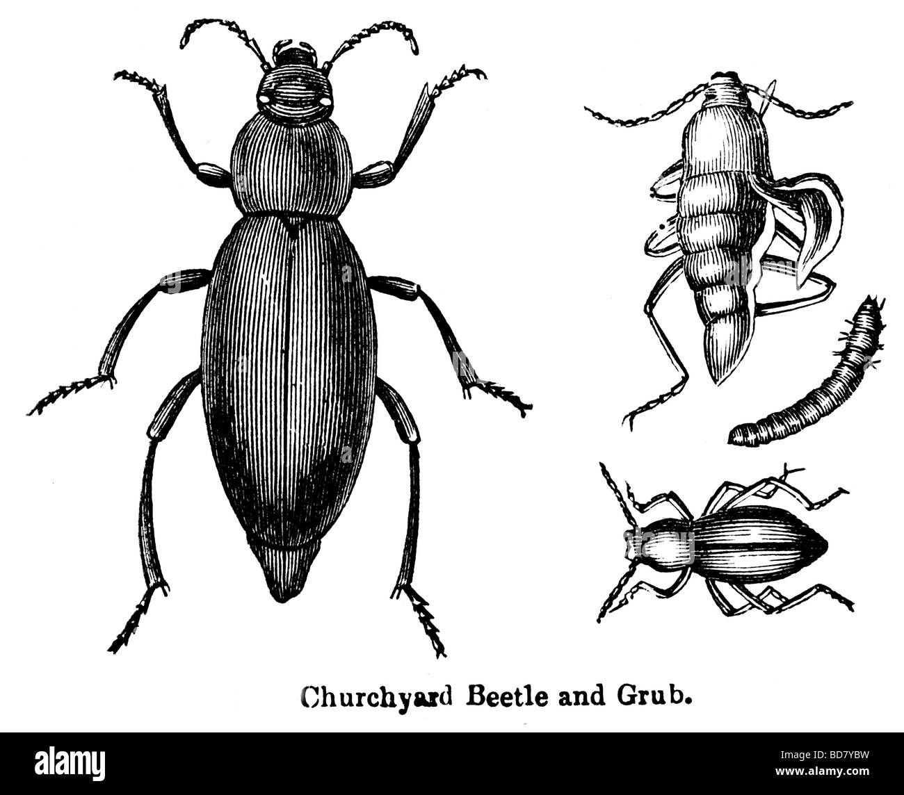 churchyard beetle and grub Stock Photo