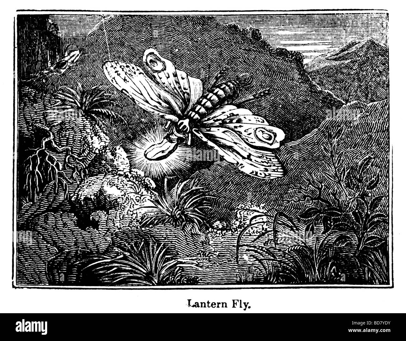 lantern fly Stock Photo
