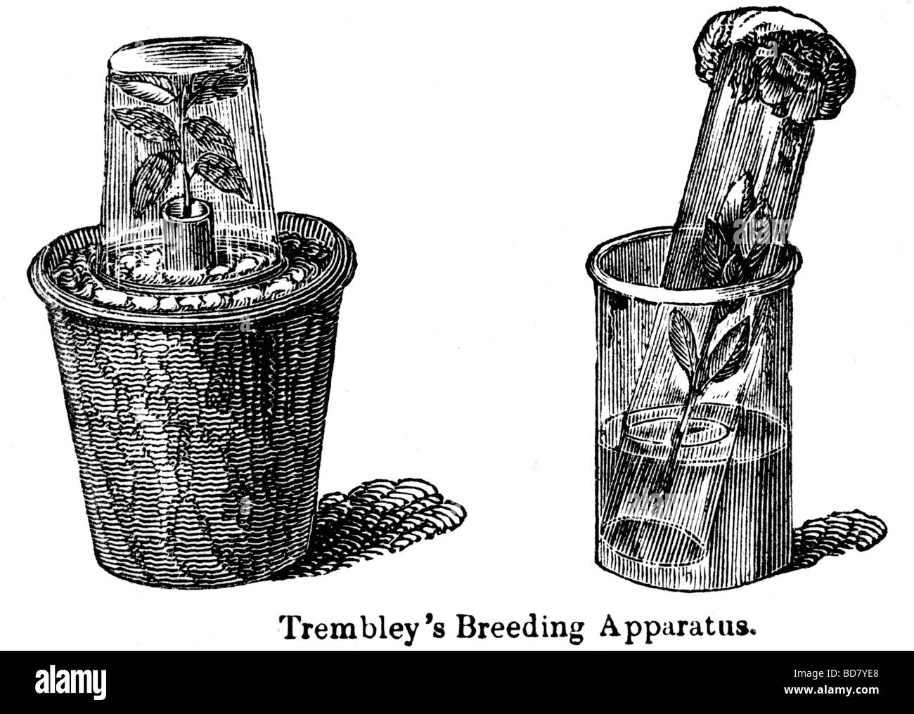trembley's breeding apparatus Stock Photo