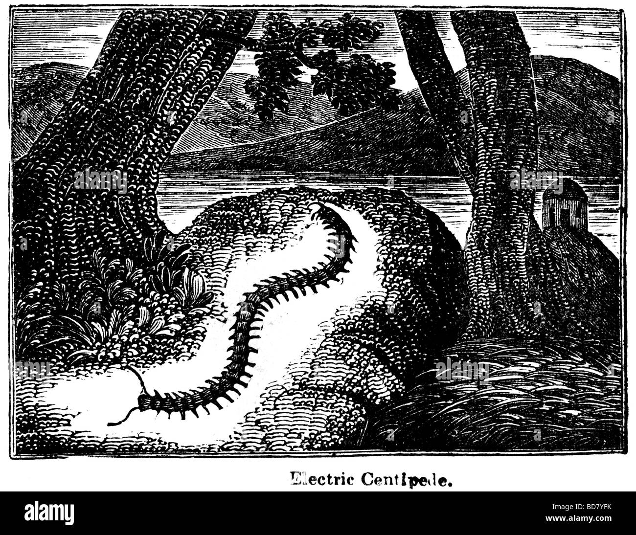 electric centipede Stock Photo