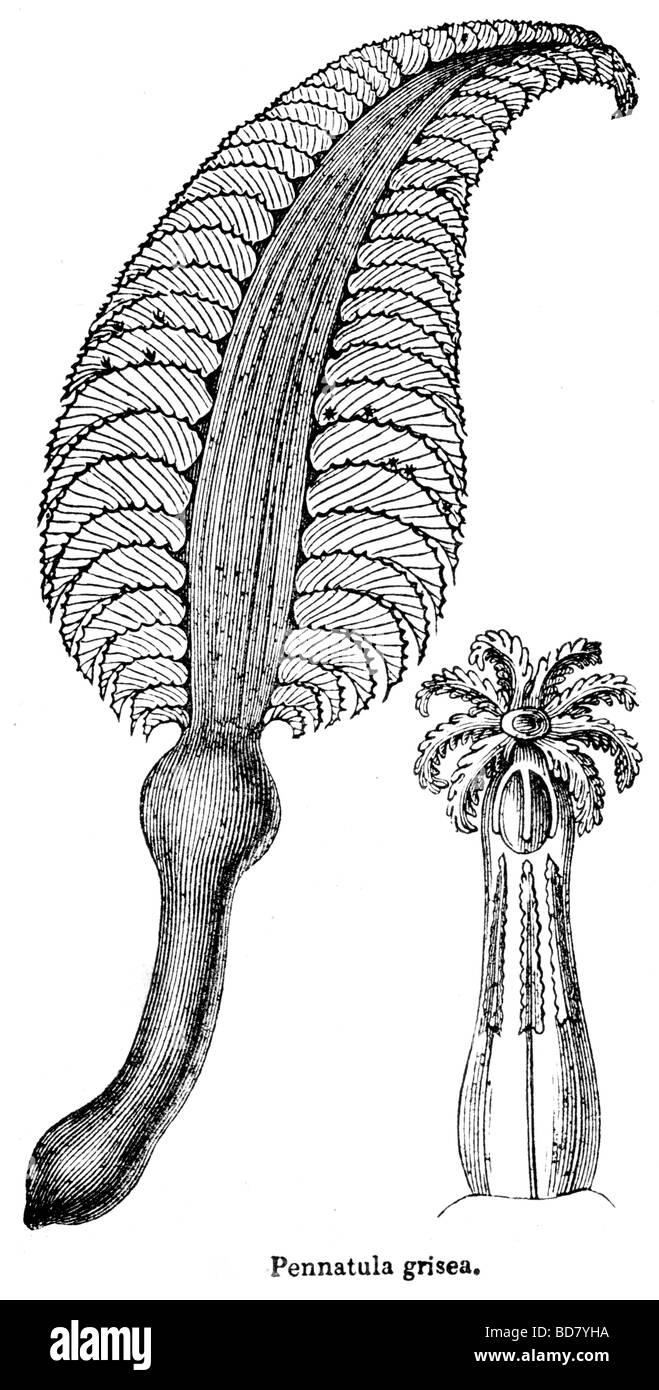 Pennatula hires stock photography and images Alamy