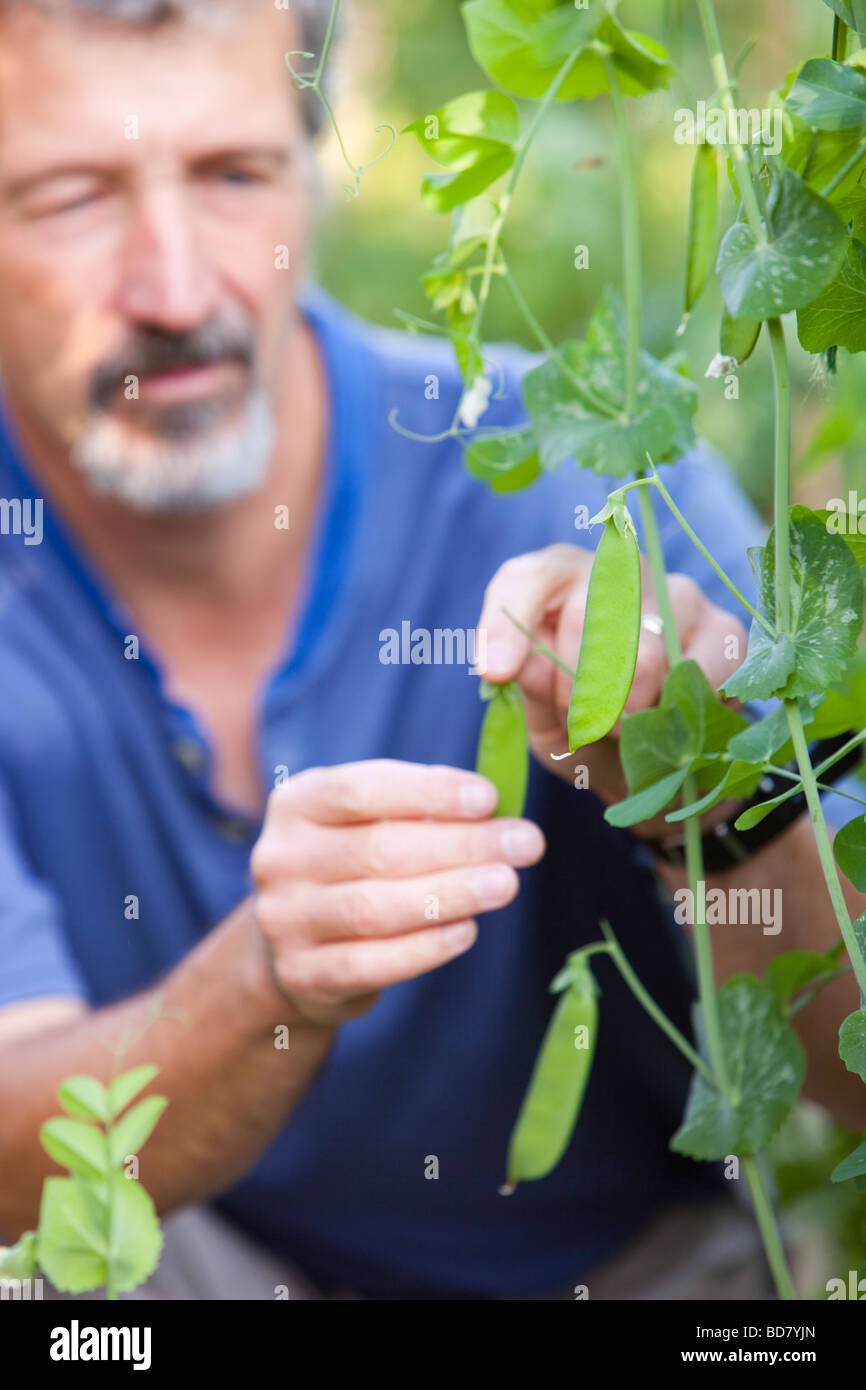 Peas growing in a garden in Ambleside as part of a drive to be self