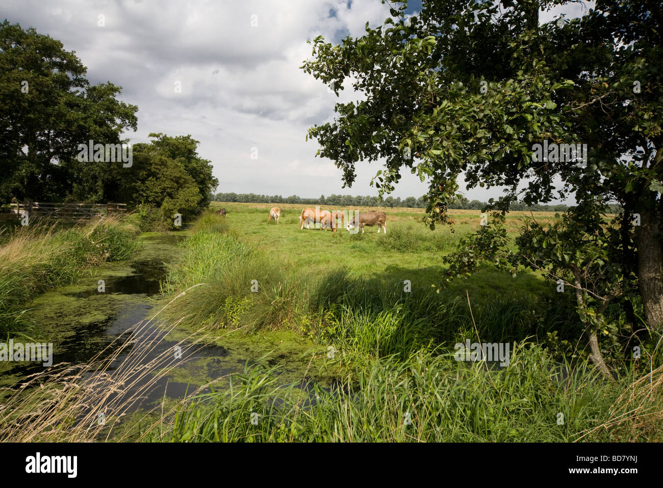 Grazing marsh suffolk hi-res stock photography and images - Alamy