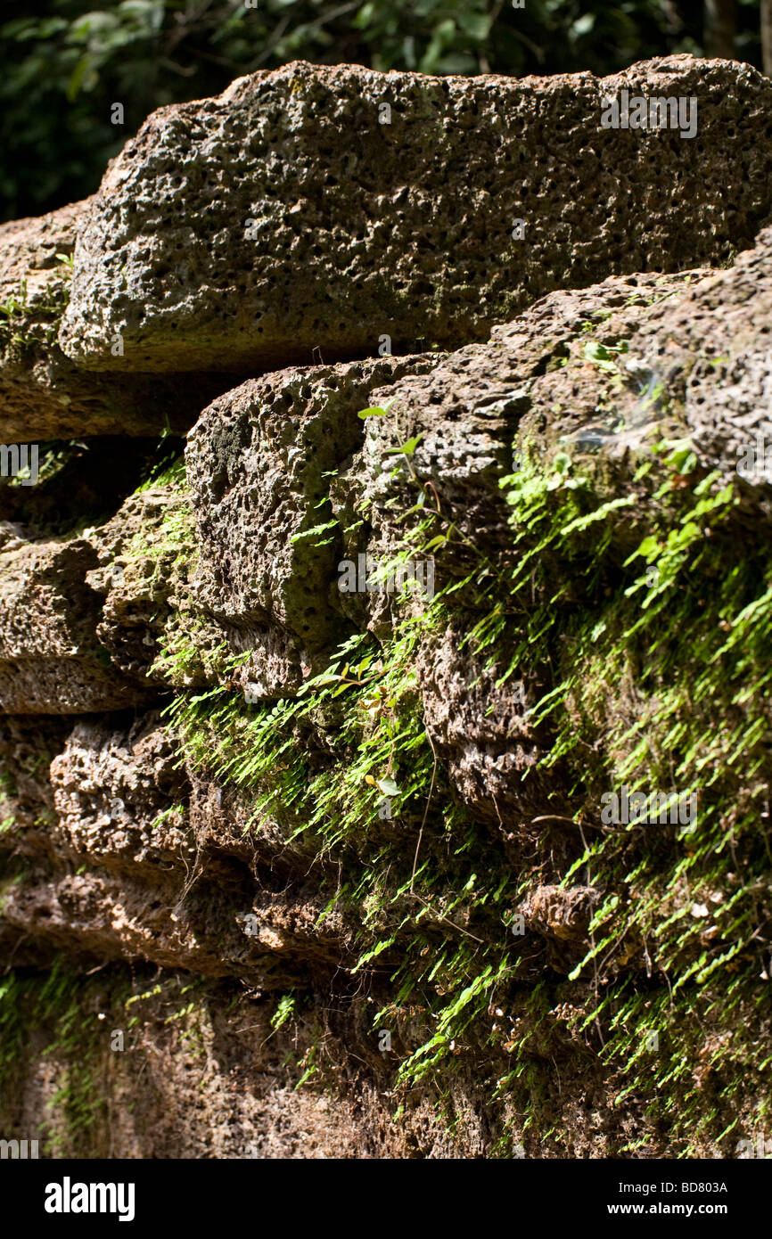 Ancient walls of Ta Prohm, partly eroded, with bright green plants growing in the cracks. Stock Photo