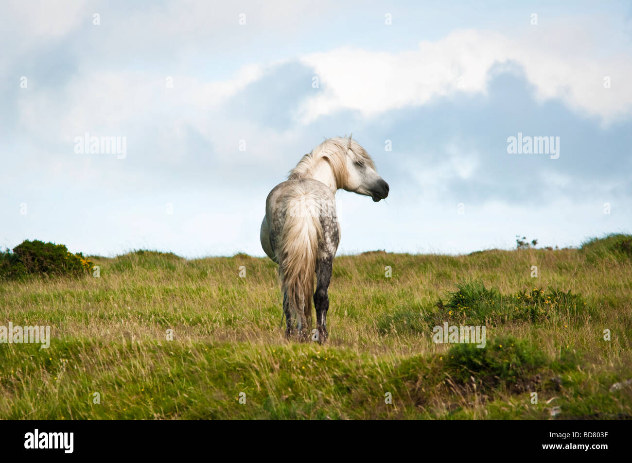 Wild pony stallion on Dartmoor, Devon, UK Stock Photo