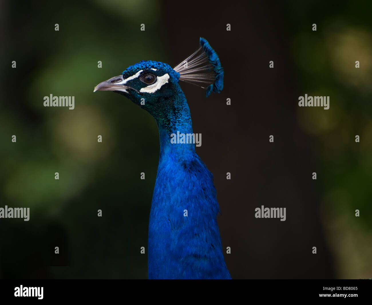 This beautiful and colorful peacock was spotted in Beacon Hill Park during  a trip to Victoria, British Columbia, Canada Stock Photo - Alamy