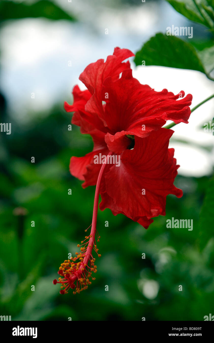Hibiscus National Flower Malaysia High Resolution Stock Photography and