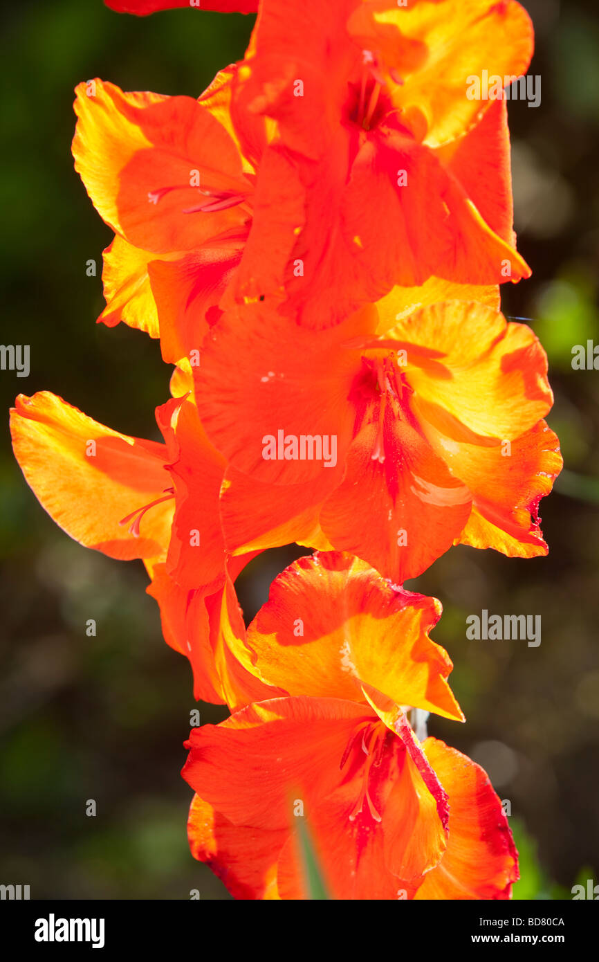 A gladioli flower in a garden Stock Photo Alamy