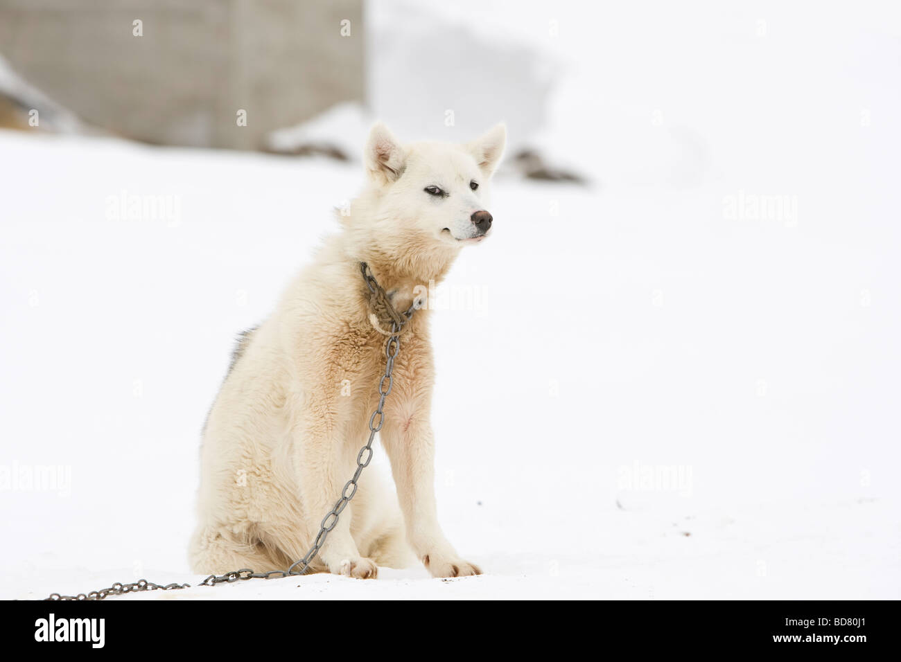 Husky in Kulusuk, Greenland Stock Photo