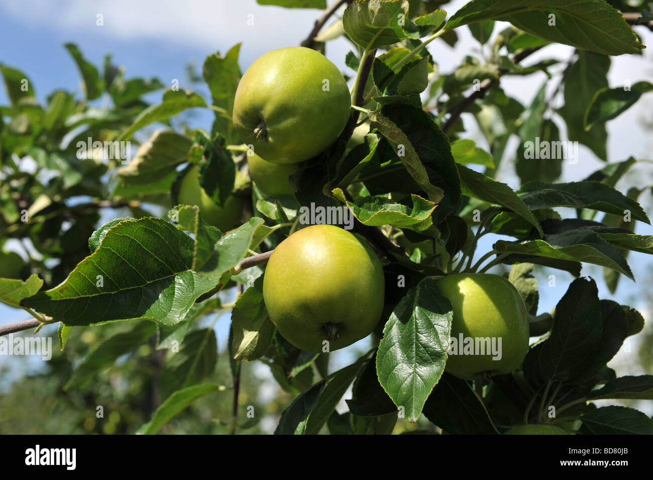 Green apples growing on a branch at an orchard in Kent UK Stock Photo