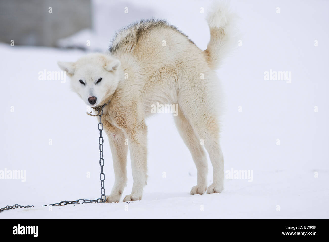 Husky in Kulusuk, Greenland Stock Photo