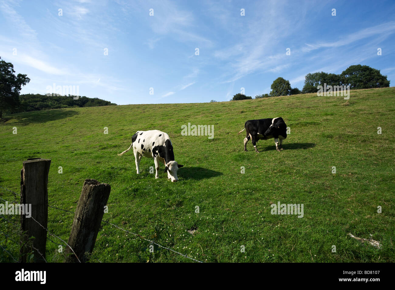 two black and white Holstein cows on a meadow Stock Photo