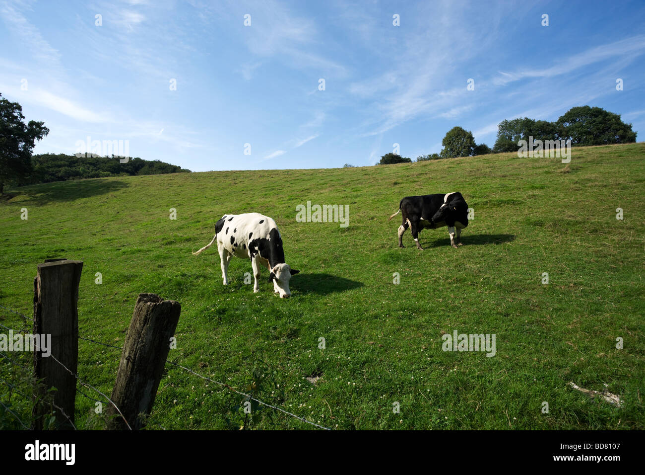 two black and white Holstein cows on a meadow Stock Photo - Alamy