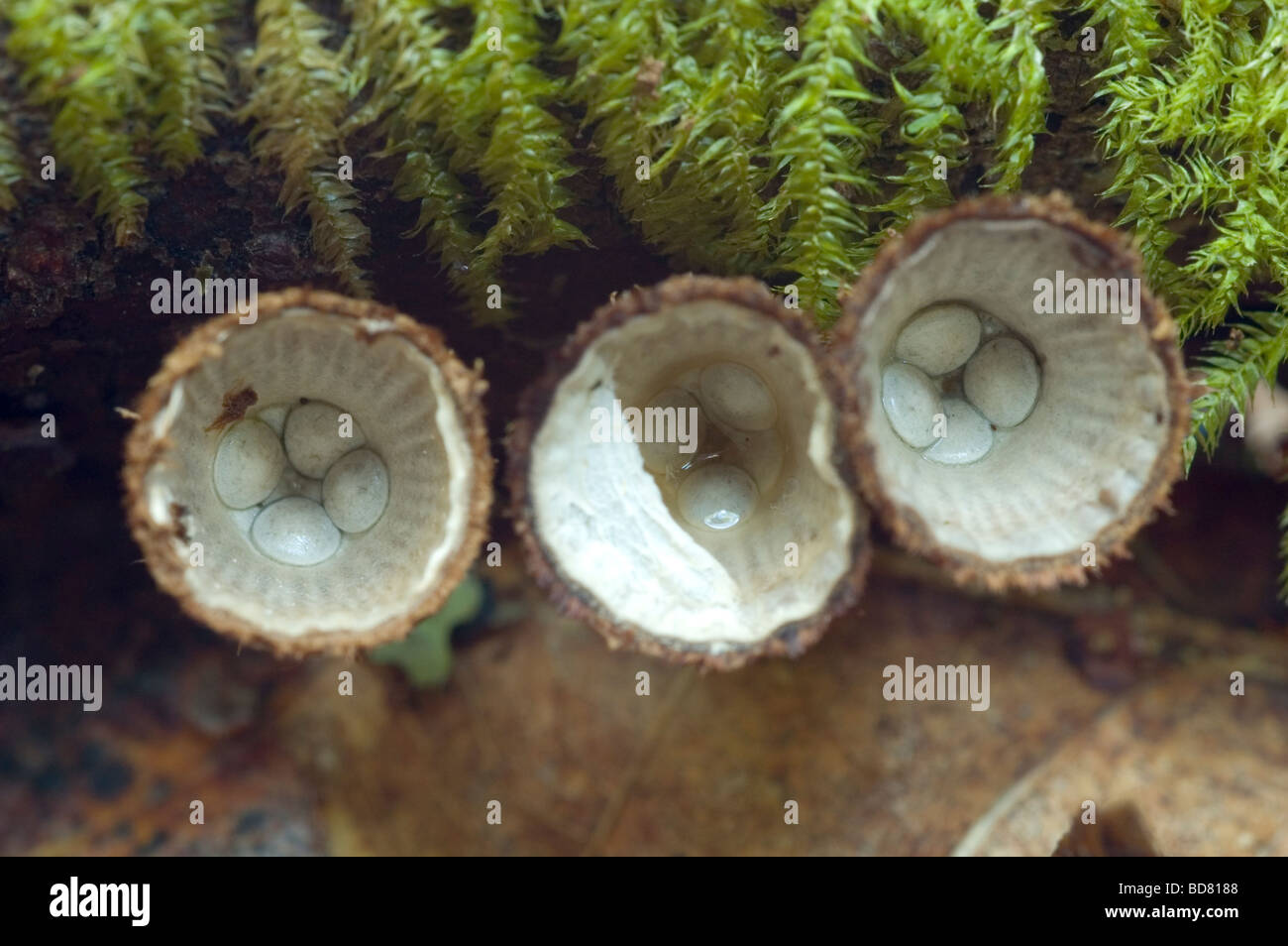 Bird's nest fungus (Cyathus striatus) Stock Photo