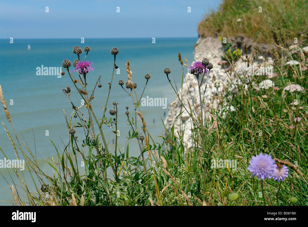 Image taken from the cliff top of the chalk cliffs that line the norhern coast of France between Boulogne and Calais The English Stock Photo