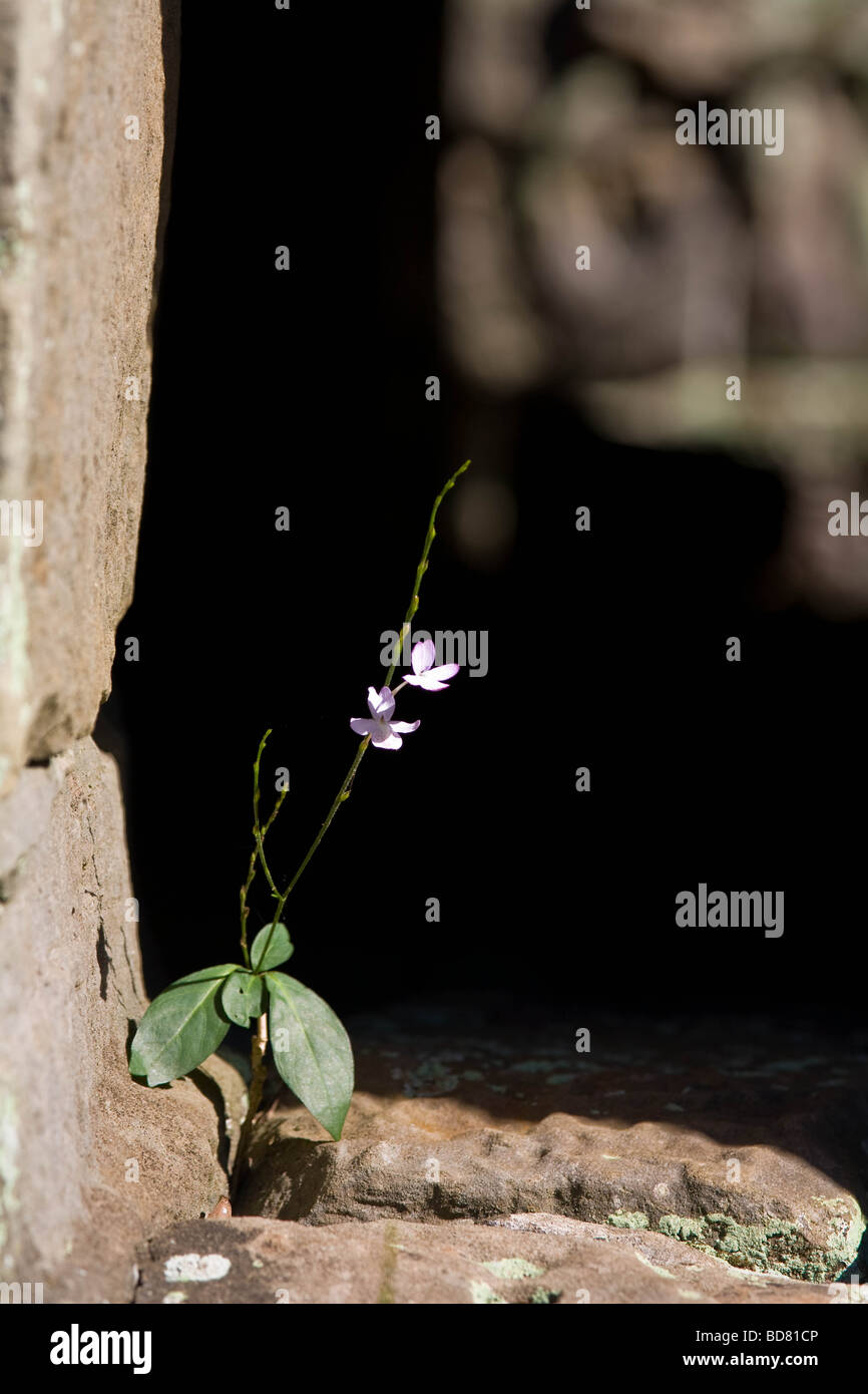 A small purple flower grows from a crack in the stonework of a ruined ...