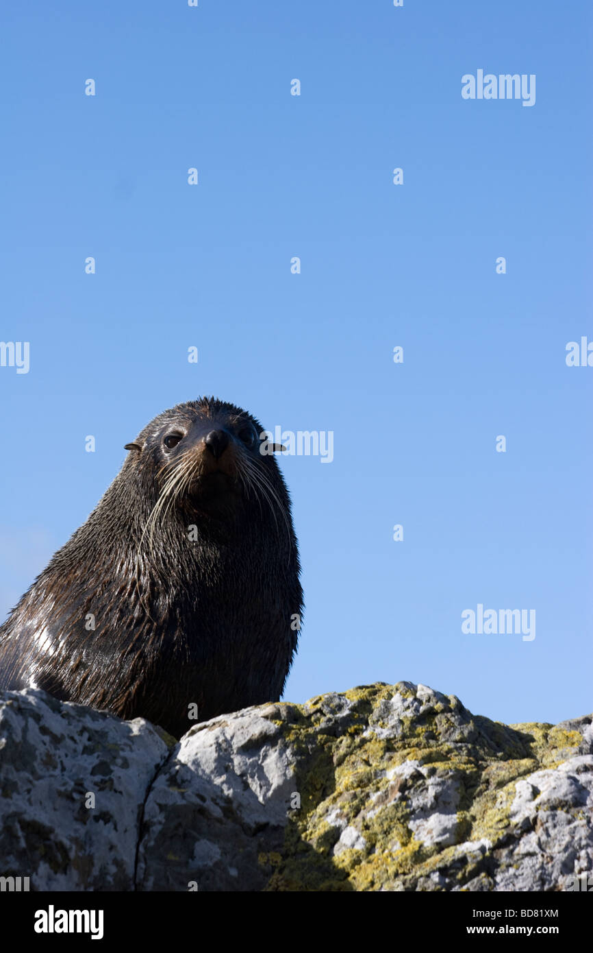 Fur Seal Kaikoura South Island New Zealand Stock Photo Alamy