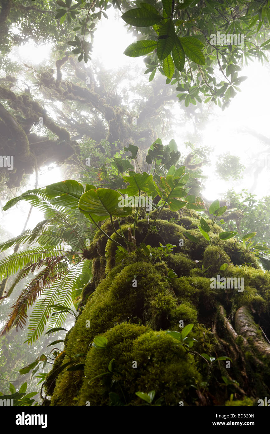 Moss and ferns growing on a tree in the Santa Elena Cloud Forest Reserve, Costa Rica. Stock Photo